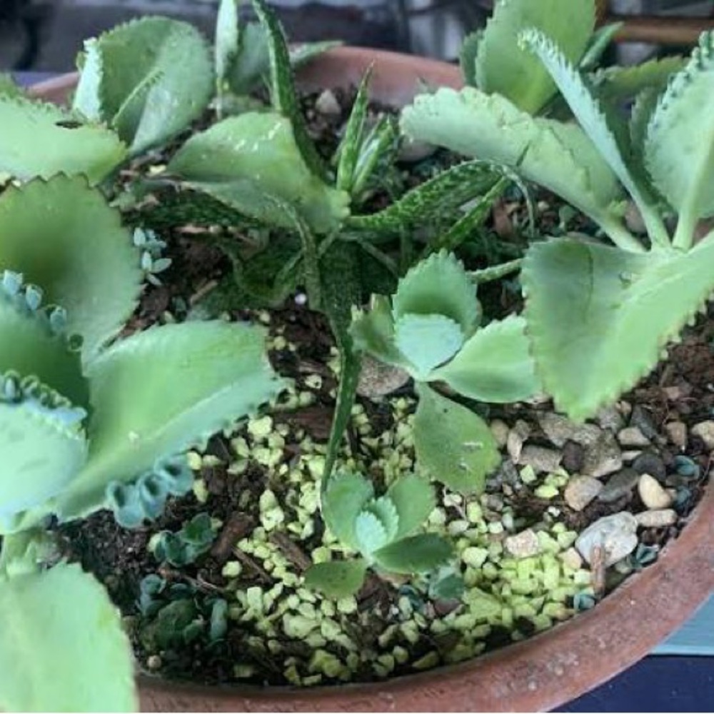 The Plant That Keeps on Giving! 4pack